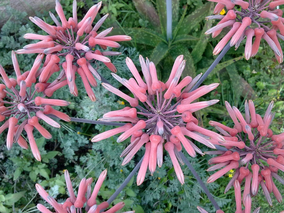 Aloe vera - dobrý lék na popáleniny