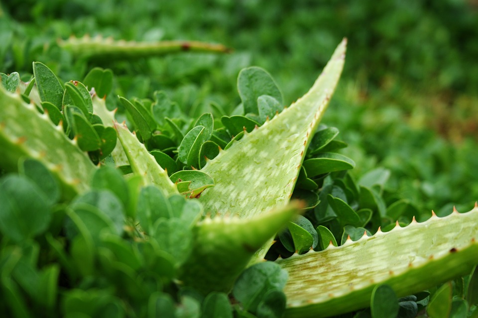 Jak řezat list aloe vera?