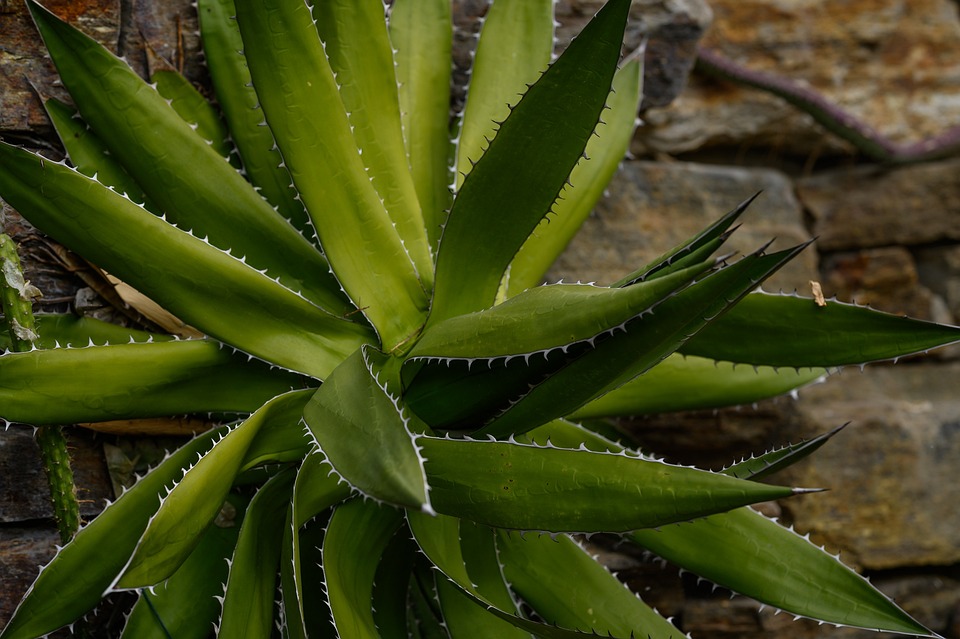 Aloe Vera Šťáva - Výhody pro Zdraví