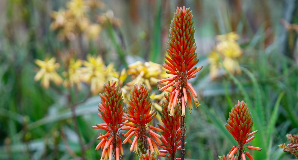 Jak skladovat aloe vera