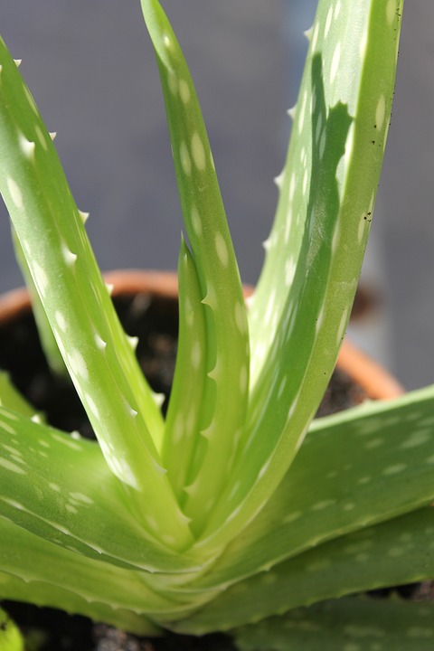 Jak používat Aloe vera na obličeji