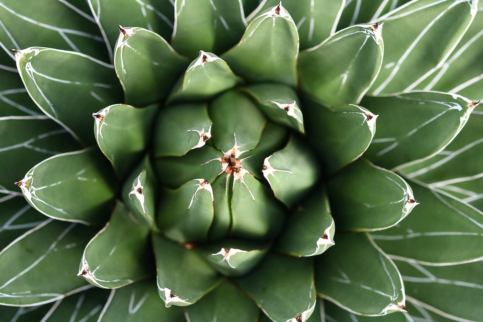 Aloe vera - rostlina s množstvím léčivých vlastností