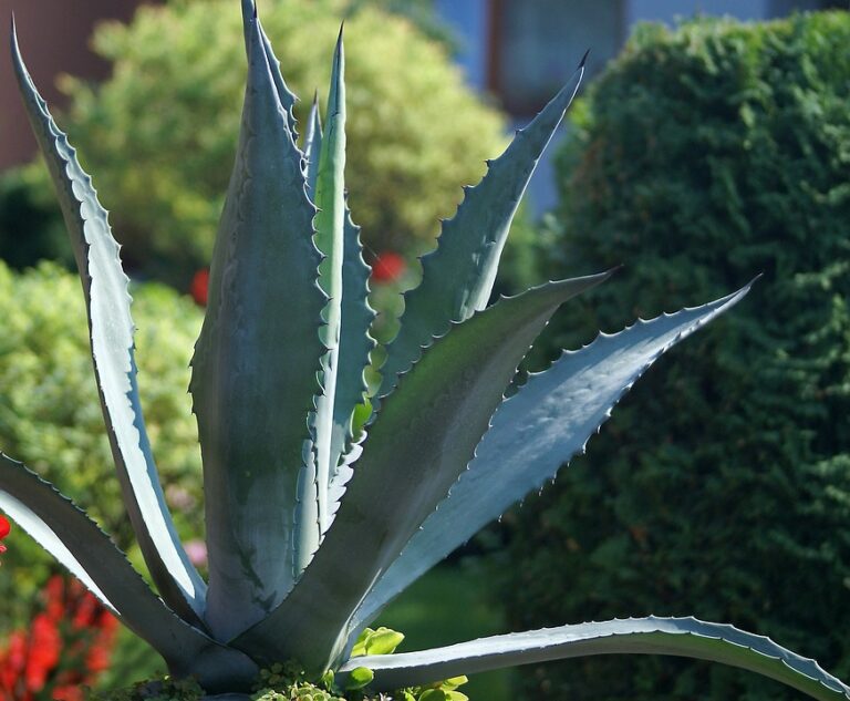 Aloe vera jako prostředek proti akné
