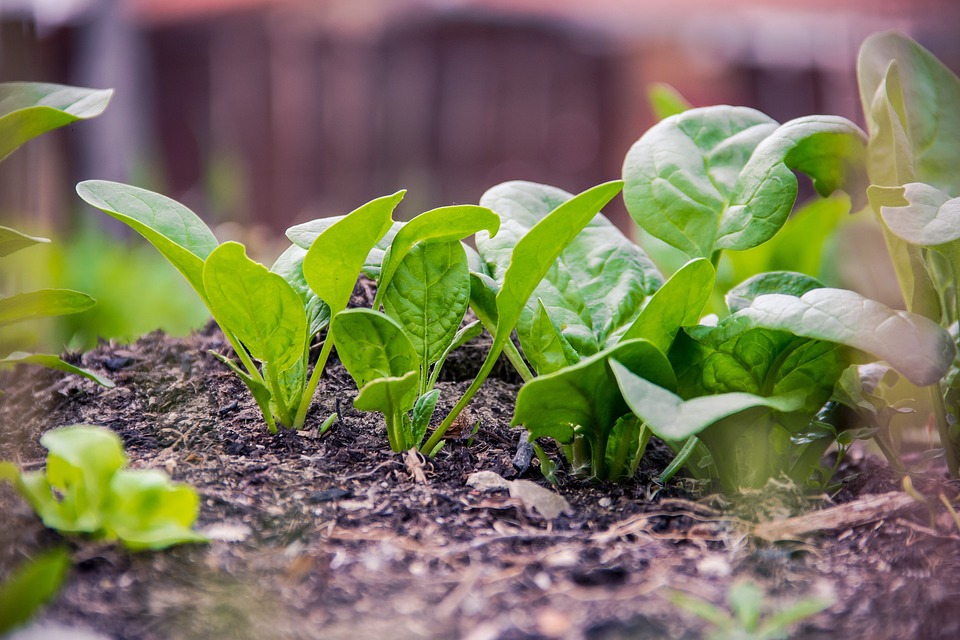 Arden's Garden Detox pomáhá odstraňovat toxiny v těle