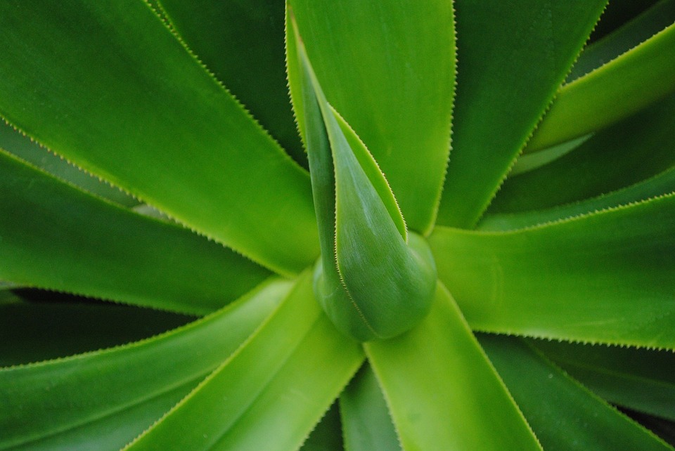 Kolik aloe vera šťávy pít denně při GERD