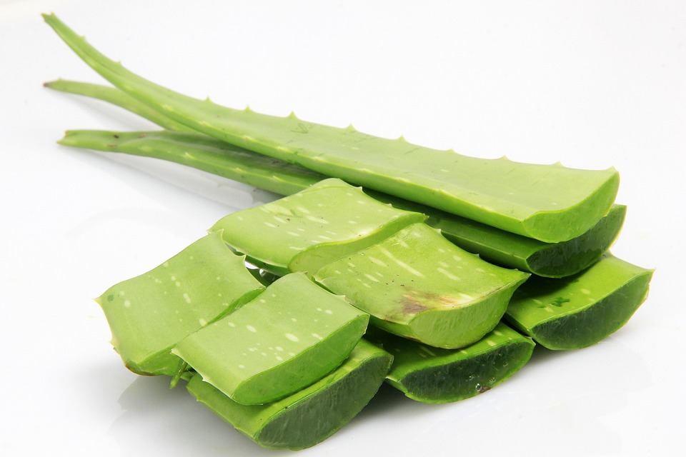 Použití aloje vera při zánětech - Aloe vera for inflammation