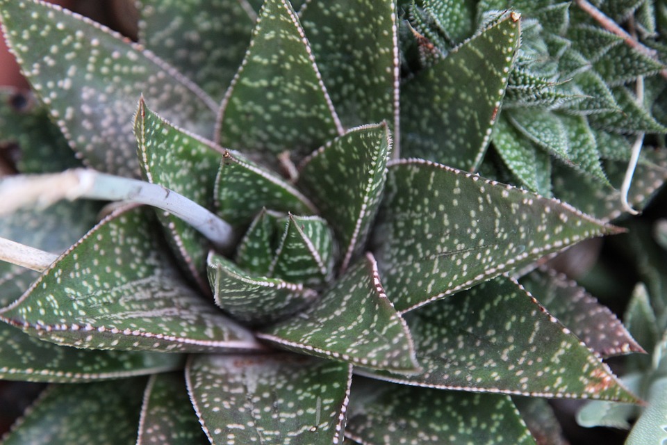 Jak Aloe Vera prospívá vaší pleti