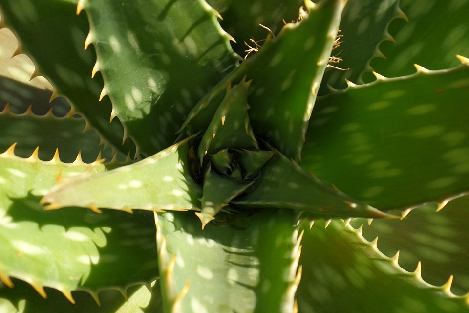 Aloe vera - prospěšné účinky na zdraví