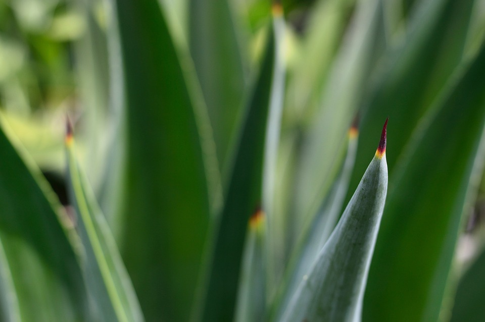 Rozestěte aloe vera jako odborník