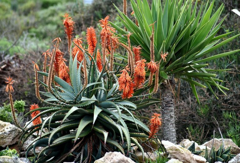 Aloe vera – léčivá rostlina pro celou rodinu