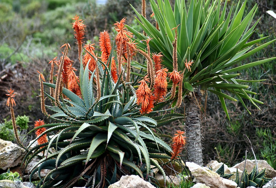 Aloe vera – léčivá rostlina pro celou rodinu