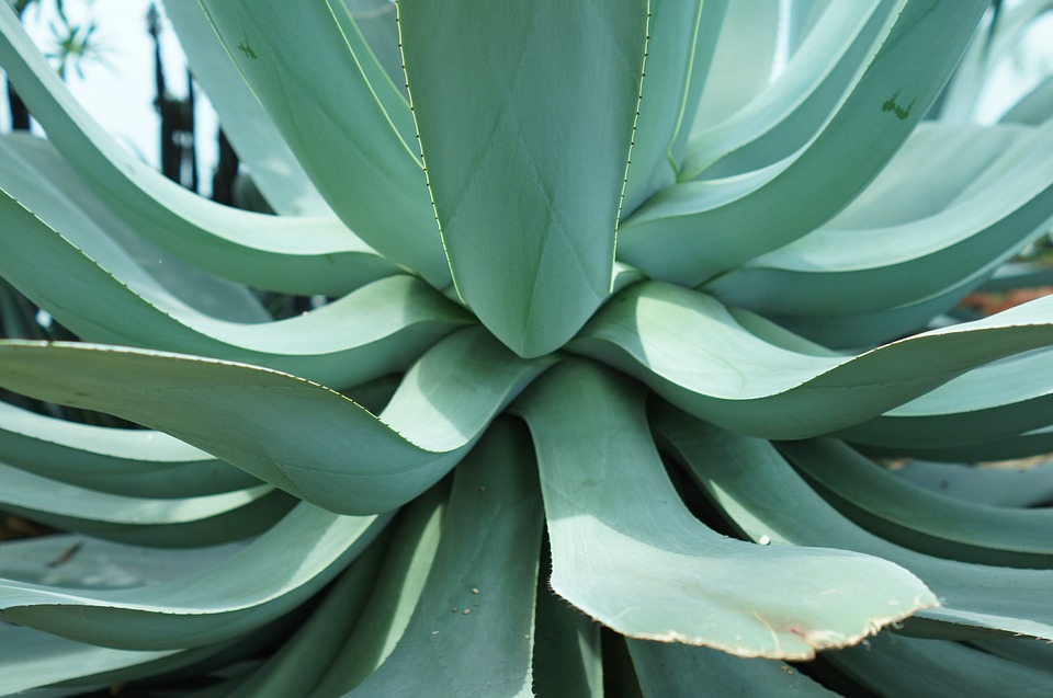 Jak pečovat o aloe vera rostlinu