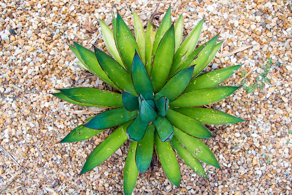 Aloe vera – Šťavnatá rostlina z čeledi sukulentů