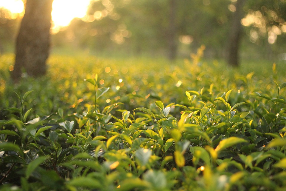 Obsah kofeinu v zeleném čaji