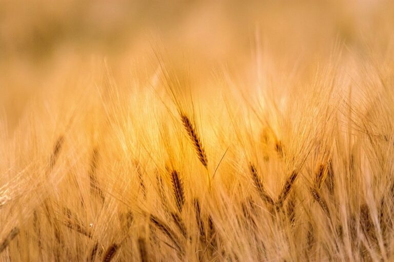 Skutečně Bezlepkové: Jak se vyhnout pšenici, žitě, ječmen a další obiloviny sobsahem lepku