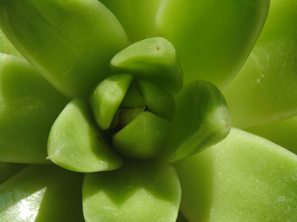 Aloe vera – léčivá rostlina pro váš organismus