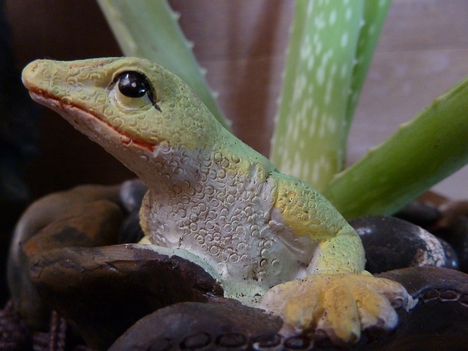 Můžete jíst rostliny aloe vera?