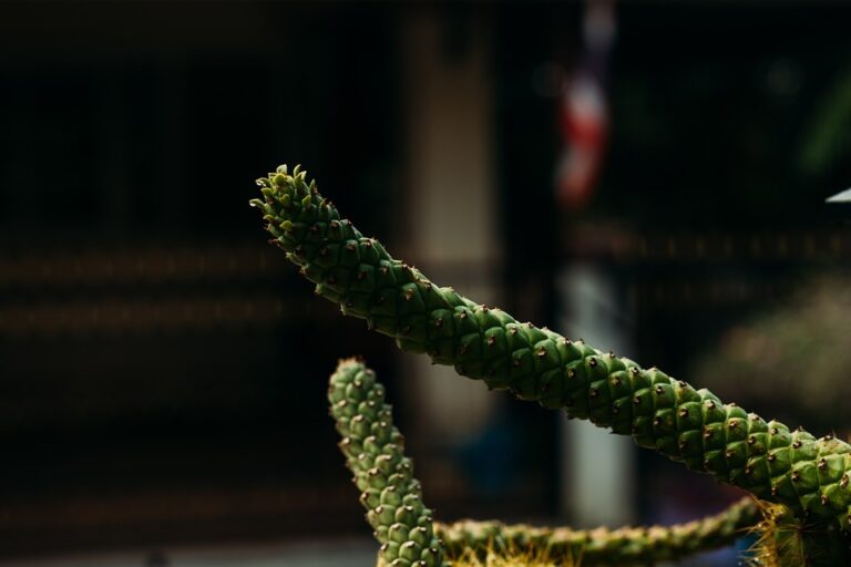 Aloe vera – šťavnatá sukulentní rostlina