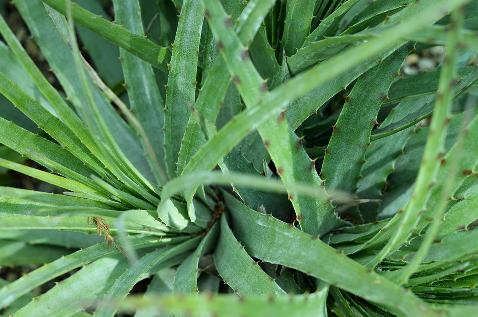 Aloe vera pro tvou pleť: Výhody a použití