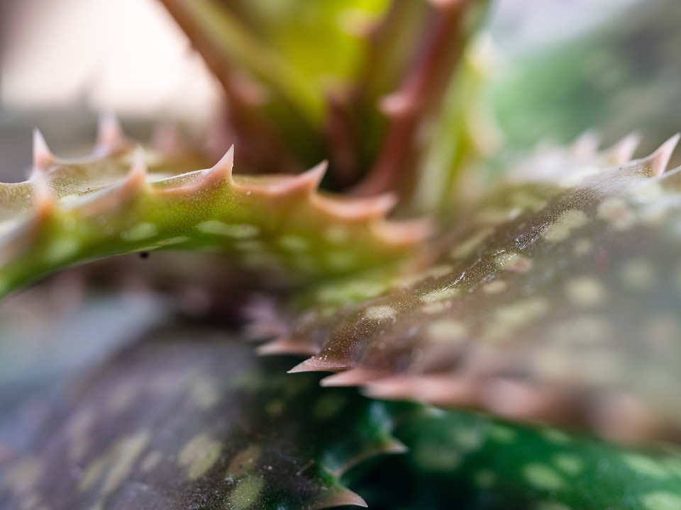 Aloe vera gel a akné: povaha a využití
