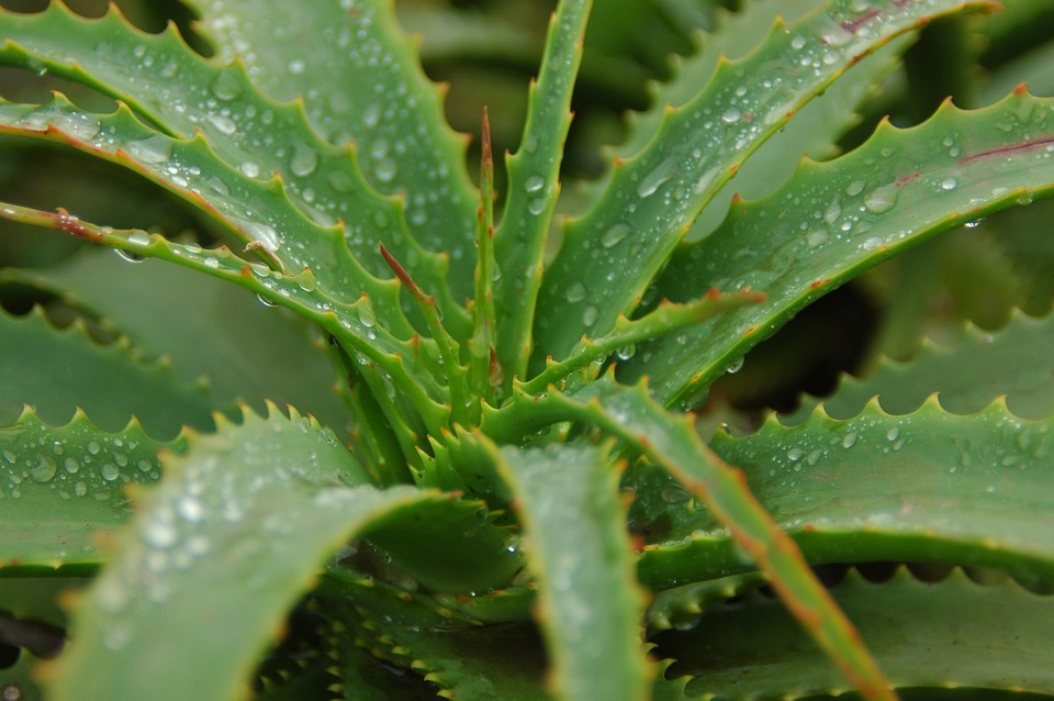 Péče o aloe vera rostlinu - průvodce pro začátečníky