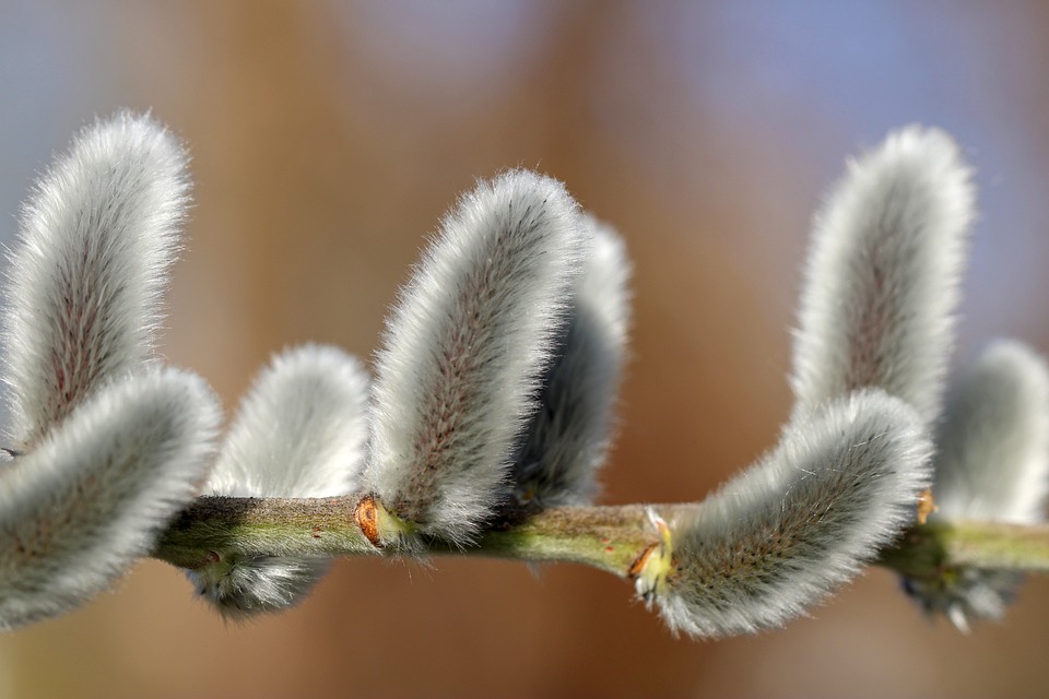 Quinoa - nízkosacharidová volba