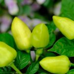 Afrodiziakum peppers: Jak chilli mění váš sexuální život