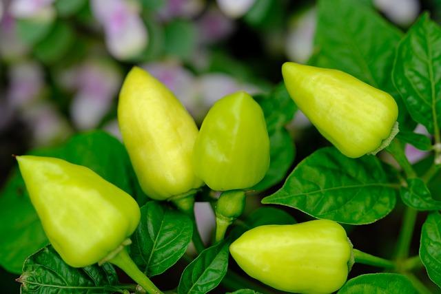 Afrodiziakum peppers: Jak chilli mění váš sexuální život