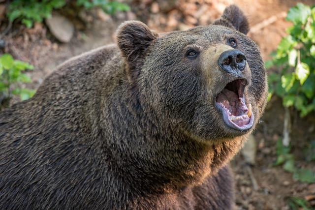 Možná rizika spojená s užíváním macy v těhotenství