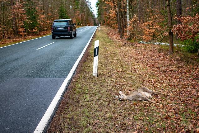 Opatrnosti při užívání maca a možné vedlejší účinky