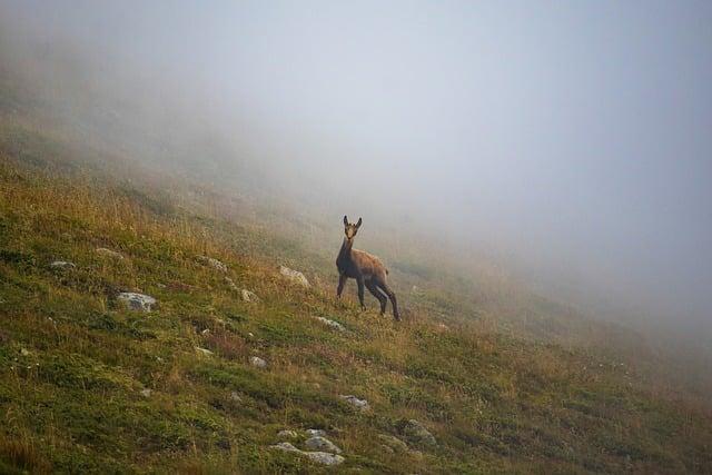 Bulharský kotvičník: Jak ho ‍začlenit do svého každodenního životního stylu